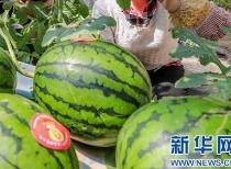 定州市吃瓜网最新消息,揭秘本地新鲜趣事,带你领略定州独特魅力