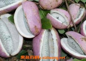 恩施网红吃八月瓜,八月瓜美食之旅，解锁土家风味新体验