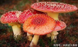 17c吃瓜官网蘑菇影视